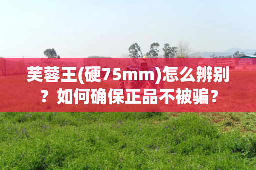 芙蓉王(硬75mm)怎么辨别？如何确保正品不被骗？
